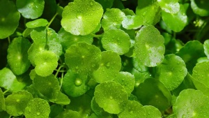 Boost Your Brain Naturally: Top 7 Herbs for Memory and Focus
hoặc
Memory Boost: Discover 7 Natural Herbs to Sharpen Focus and Support Brain Health