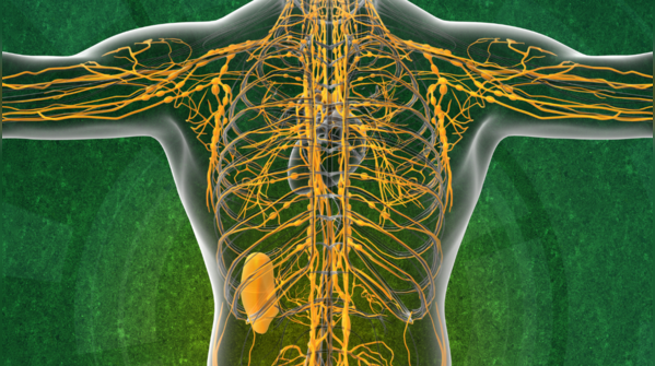 Stress can actually shut down the lymph from moving