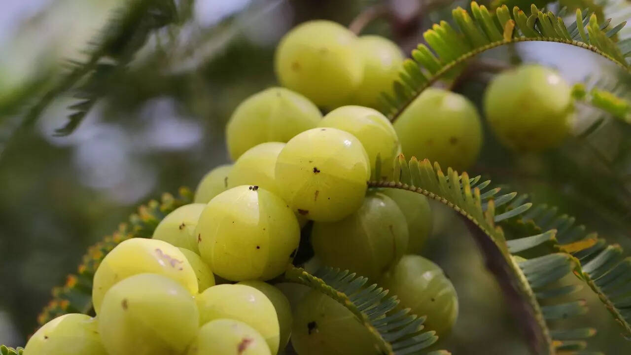 Amla (Indian gooseberry) for strong roots and shine
