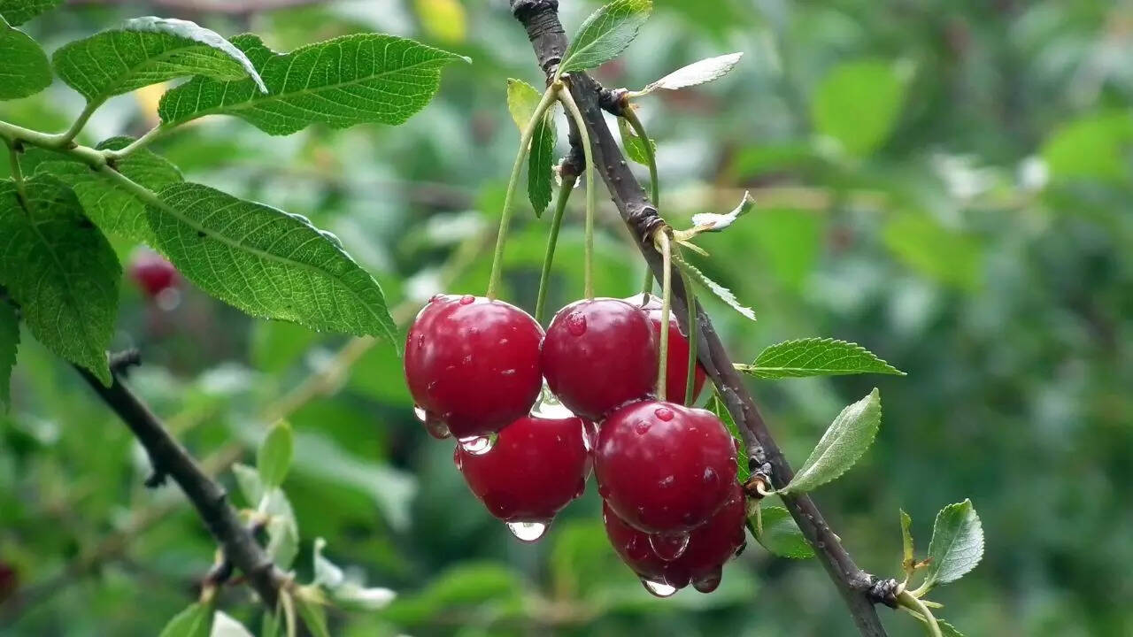 Cherries may help fight Alzheimer’s, early lab study shows