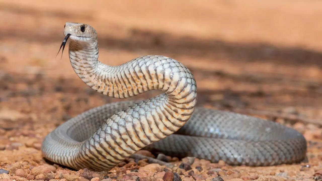 Eastern brown snake