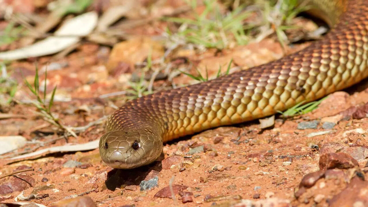 King brown snake
