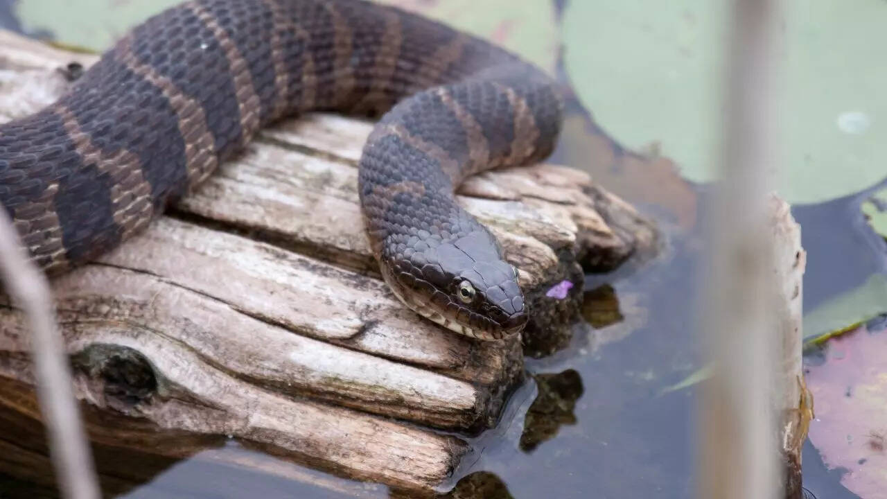 Northern brown snake