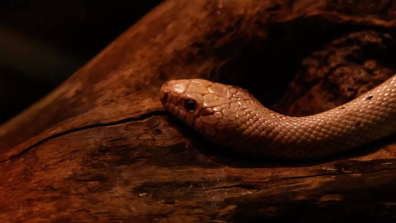 Texas brown snake