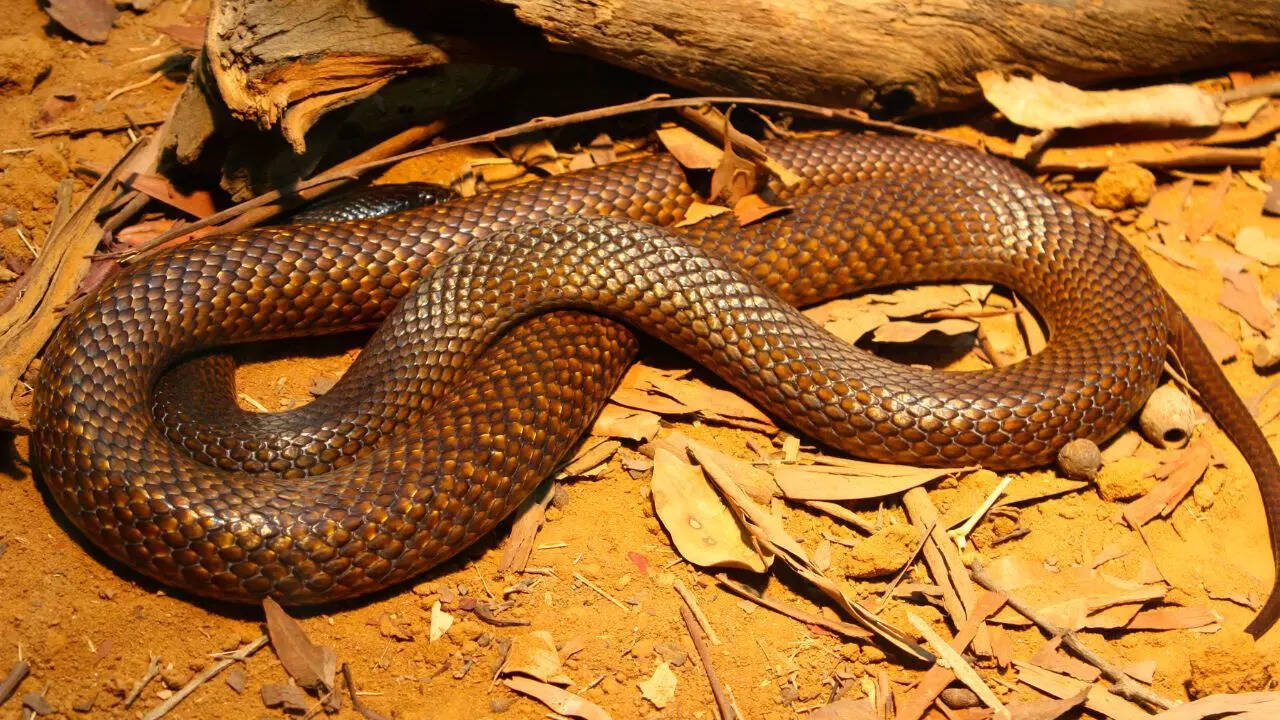 Western brown snake (Australia)