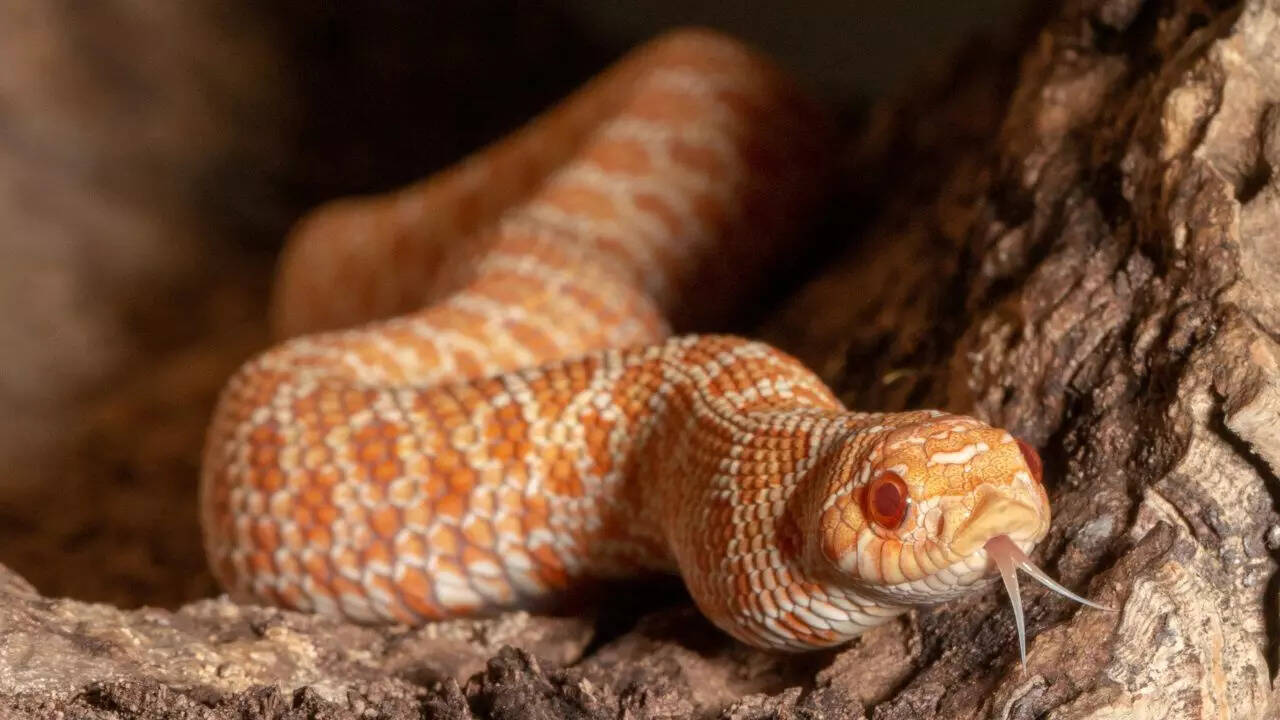 Western brown snake (United States)